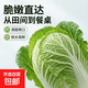 【冬儲菜】新鮮黃心大白菜霜打大白菜現砍現發(fā)火鍋早餐炒菜 7-8斤