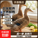 農家散養土鴨老鴨麻鴨新鮮鴨生鴨肉鴨子鮮鴨水養鴨整鴨 全鴨 買(mǎi)一只送一 共6斤