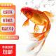 冷水觀(guān)賞魚(yú)草金魚(yú)養不死耐活包郵包活寵物新手練手魚(yú) 3-5厘米送小包魚(yú)糧 混搭精品紅草金4條+2條備損