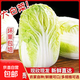 【冬儲菜】新鮮黃心大白菜霜打大白菜現砍現發(fā)火鍋早餐炒菜 4-6斤凈重