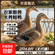 農家散養土鴨老鴨麻鴨新鮮鴨生鴨肉鴨子鮮鴨水養鴨整鴨 土鴨 買(mǎi)一只送一只 共4.8斤(無(wú)爪翅）