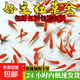 金魚(yú)草金魚(yú)觀(guān)賞魚(yú)冷水好養耐活小魚(yú)苗錦鯉 2-4cm 紅草金買(mǎi)3條送3條（加備損）