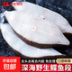 深海碟魚(yú)段冷凍比目魚(yú)段去內臟鰈魚(yú)身切塊深海魚(yú)海鮮生鮮魚(yú)類(lèi)凈重 鰈魚(yú)段 2500g （4-6段/斤）