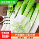 【東東農場(chǎng)專(zhuān)供】新鮮大蔥山東鐵桿大蔥甜脆特產(chǎn)蔬菜生鮮菜市場(chǎng) 新鮮大蔥【3斤】