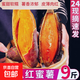 廣東新鮮現挖西瓜紅蜜薯沙地紅心番薯山芋生鮮超市蔬菜京東包郵 優(yōu)質(zhì)西瓜紅 9斤 帶箱 中大果（單果150g-500g）
