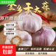 【東東農場(chǎng)】山東金鄉正宗紫白皮干大蒜頭新鮮干蒜批發(fā)價(jià)產(chǎn)地直發(fā) 帶箱5斤【4cm-5cm】