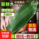 【京東快遞】粽葉新鮮竹子葉精選包粽子專(zhuān)用葉端午鮮葉干葉特大號 鮮粽葉100片/包