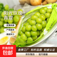 陽(yáng)光玫瑰葡萄晴王青提香水提子山西新鮮水果一斤也是批發(fā)價(jià) 帶箱5斤大果【單果克重10g-20g】（凈重約4.5斤）