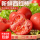 【頭茬新貨】浙江西紅柿水果番茄蔬菜減肥現摘現發(fā)自然成熟100g起 西紅柿4斤 （中大果100g+）12-16個(gè) 2000g