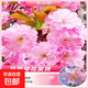 日本櫻花樹(shù)苗綠化工程大型風(fēng)景樹(shù)花卉盆栽植物南北方室外庭院種植 【東京櫻】2公分粗【基地現挖 現買(mǎi)現發(fā)】 其他