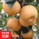 梨樹(shù)果苗當年結果正宗嫁接秋月梨翠冠梨南北方種植盆栽地栽梨子樹(shù) 秋月梨4年大苗/當年結果/送肥料/送生根粉/ 81cm(含)-110cm(含)