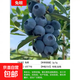 藍莓苗藍莓樹(shù)果苗北方南方種植薄霧兔眼特大陽(yáng)臺盆栽帶果 【兔眼】【5年苗當年結果】