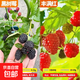 樹(shù)莓果苗盆栽覆盆子無(wú)刺金秋樹(shù)莓苗南方北方種植耐寒耐熱當年結果 【超值2棵裝 更實(shí)惠】精選5年大苗黑莓+豐滿(mǎn)紅 百 40cm(含)-50cm(不含)