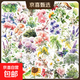 50張植物插畫(huà)貼紙ins風(fēng)小清新花卉涂鴉裝飾手賬筆記本手機殼貼畫(huà) 50張植物插畫(huà)貼紙 無(wú)規格