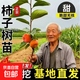柿子樹(shù)苗嫁接脆柿子苗當年結果磨盤(pán)柿子南方北方果樹(shù)苗無(wú)核柿 1年嫁接小苗(品種留言)
