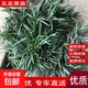 玉龍草日本矮麥冬草庭院草苗草坪真草綠化草花園別墅四季常綠草皮 日本矮麥冬草/玉龍草5斤 10cm以下
