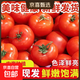 【老品種】山東沙瓤番茄西紅柿新鮮現摘自然熟大紅番茄爆汁生鮮 帶箱5斤大果 4.8斤