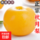 正宗山東萊陽(yáng)羊脂秋月梨 冰糖黃梨子新鮮水果整箱 萊陽(yáng)秋月梨帶箱1斤1-3個(gè)小果