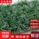 玉龍草日本矮麥冬草庭院草苗草坪真草綠化草花園別墅四季常綠草皮 大盤(pán)矮麥冬一盤(pán) 10cm以下