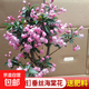海棠花盆栽樹(shù)苗老樁四季開(kāi)花卉植物室內花庭院陽(yáng)臺名貴綠植好養活 (6年老樁)垂絲海棠花+肥料