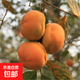 無(wú)核柿子樹(shù)果苗盆栽地栽盤(pán)柿黑柿脆柿甜柿子苗樹(shù)特大庭院果樹(shù)火晶 磨盤(pán)柿子5年精選壯苗（當年結果）帶分叉發(fā)貨 70cm(含)-79cm(含)