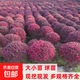 紅花繼木苗庭院綠植紅花繼木球耐寒好養活四季常綠園林綠化工程苗 紅花檵木大苗50-60cm冠幅 81cm(含)-110cm(含)