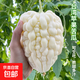 臺灣蘋(píng)果苦瓜種子蔬果生吃不苦甘甜水果白苦瓜種籽四季孑春夏秋播 3包15粒左右