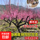梅花樹(shù)苗庭院盆栽室外耐寒冬梅紅梅臘梅濃香地栽盆景四季花卉植物 1.5cm粗0.8m高【當年開(kāi)花】原土