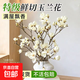 紫色玉蘭水培鮮切花帶花苞干枝水養開(kāi)花濃香耐寒花卉室內好養綠植 《白玉蘭》高度40-60厘米 6支