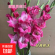 粉紅色劍蘭節節高鮮花年宵花廣州發(fā)春節裝飾情人節禮物長(cháng)65-70cm 藍精靈劍蘭10支