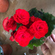 麗格海棠玫瑰海棠花盆栽帶花發(fā)貨客廳陽(yáng)臺(tái)花卉盆栽植物四季開(kāi)花 紅色 不含盆