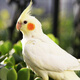 玄鳳鸚鵡活體鳥活物虎皮鸚鵡說話鳥幼鳥手養(yǎng)鳥雛鳥活體寵物 黃化玄鳳 1只