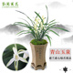 劉閣蘭花素心綠爪 青山玉泉現帶花苞室內室外綠植蘭草花卉盆栽蘭花苗 4苗連體裸根帶花苞