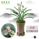 劉閣蘭花蘭花苗 君荷 現(xiàn)帶濃香花苞出售室內(nèi)花卉蘭花苗蘭草盆栽 5苗連體裸根帶花