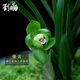 劉閣蘭花春蘭皇后 綠云 矮種蘭花苗老種壯苗冬帶花室內花卉盆栽綠植 2苗連體裸根