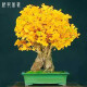 纳邦 银杏微型盆景 迷你白果树桩盆栽 小品观叶植物 办公桌绿植 树形随机 不含盆