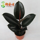 御春閣大型植物辦公室橡皮樹(shù)盆栽花卉觀(guān)葉植物開(kāi)業(yè)客廳綠植四季常青花苗