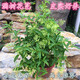 夜來(lái)香花苗 驅蚊草 陽(yáng)臺綠植盆栽濃香植物花卉 四季常綠狀態(tài)好 夜來(lái)香３年苗當年開(kāi)花