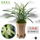 劉閣蘭花四季素心大鳳素現(xiàn)帶花苞出售有香味的花苗室內(nèi)陽(yáng)臺(tái)綠植物花卉盆栽 4苗連體帶花苞裸根 配硬塑黑盆