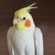 玄鳳鸚鵡活體鳥活物虎皮鸚鵡說話鳥幼鳥手養(yǎng)鳥雛鳥活體寵物 黃化玄鳳 2只（一公一母）