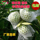 獅灣 芭樂(lè )番石榴套袋水果網(wǎng)套一體套袋有耳型防蟲(chóng)袋防鳥(niǎo)泡沫網(wǎng)膠袋 特厚款250套