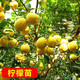 CHUANGSHIJI檸檬樹(shù)苗嫁接果樹(shù)苗 四季香水檸檬 南方北方種植盆栽地栽當年結果 五年苗 不含盆