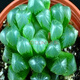 納格蘭多肉植物 綠植盆栽 桌面綠植 迷你植物 玉露