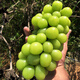 帆兒莊園【帆兒莊園】新鮮陽光玫瑰晴王葡萄新鮮水果 1kg