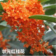 亞招 桂花苗 嫁接桂花樹(shù)苗 桂花盆栽 地栽苗