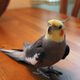玄鳳鸚鵡活體鳥活物虎皮鸚鵡說話鳥幼鳥手養(yǎng)鳥雛鳥活體寵物 灰色玄鳳 2只（一公一母）