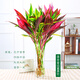 鑫干和富貴竹水培植物金邊竹轉(zhuǎn)運(yùn)竹室內(nèi)花卉盆栽水養(yǎng)四季 紫葉竹5+金邊竹5 不含盆