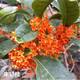 亞招 桂花苗 嫁接桂花樹(shù)苗 桂花盆栽 地栽苗 朱砂桂 5年苗