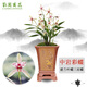 劉閣蘭花蘭花苗 三星蝶 中巖彩蝶 夏帶花苞出售蘭草室內(nèi)綠植花卉盆栽 5苗連體裸根