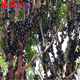 嘉寶果苗 （帶葉帶土發(fā)貨） 葡萄樹(shù)苗 臺灣樹(shù)葡萄苗 嘉寶果樹(shù)苗盆栽嘉寶果 果樹(shù)苗 樹(shù)葡萄苗 加寶果樹(shù) 10年苗 結果多多